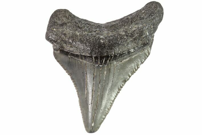 Juvenile Megalodon Tooth - Georgia #83712